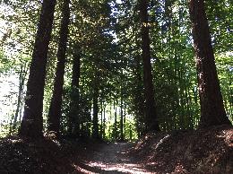 Vue de la randonnée Très belle randonnée en forêt domaniale de Montfort au départ de Appeville-Annebault, 27