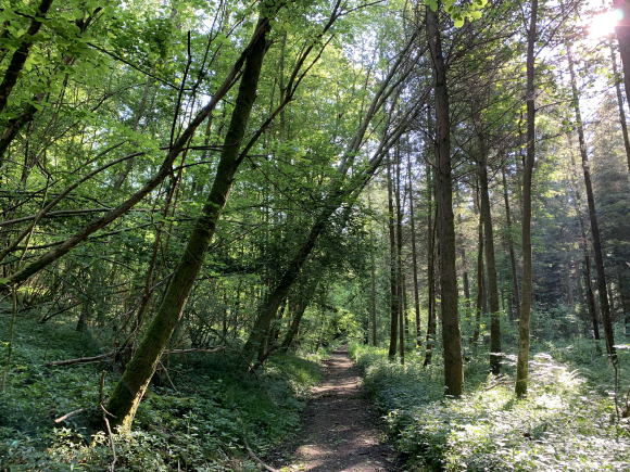 Vue de la randonnée Entre Préaux et la forêt syndicale de la Muette au départ de Préaux 2, 76