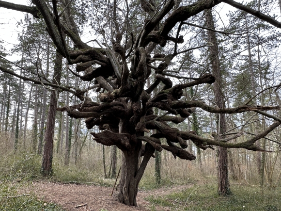 Vue de la randonnée L'Arbre aux Sorcières au départ de Fontaine-Heudebourg, 27