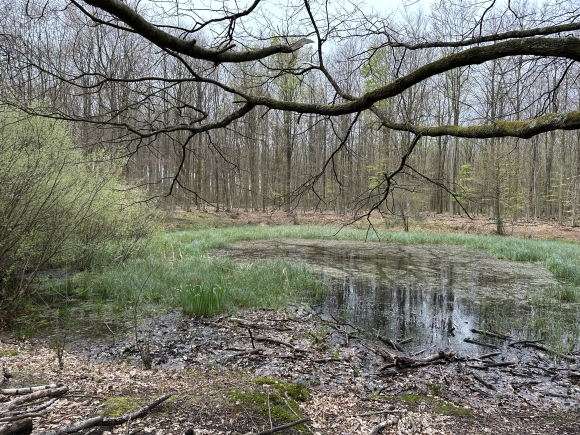 Vue de la randonnée Boucle de la mare Moussu en forêt de Roumare au départ de La Vaupalière, 76