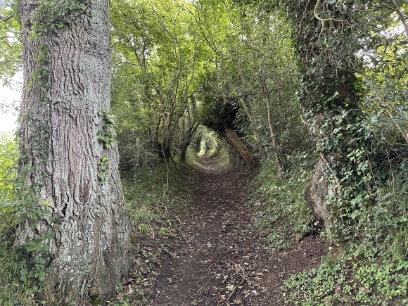Vue de la randonnée Le bois de Dozulé au départ de Dozulé, 14